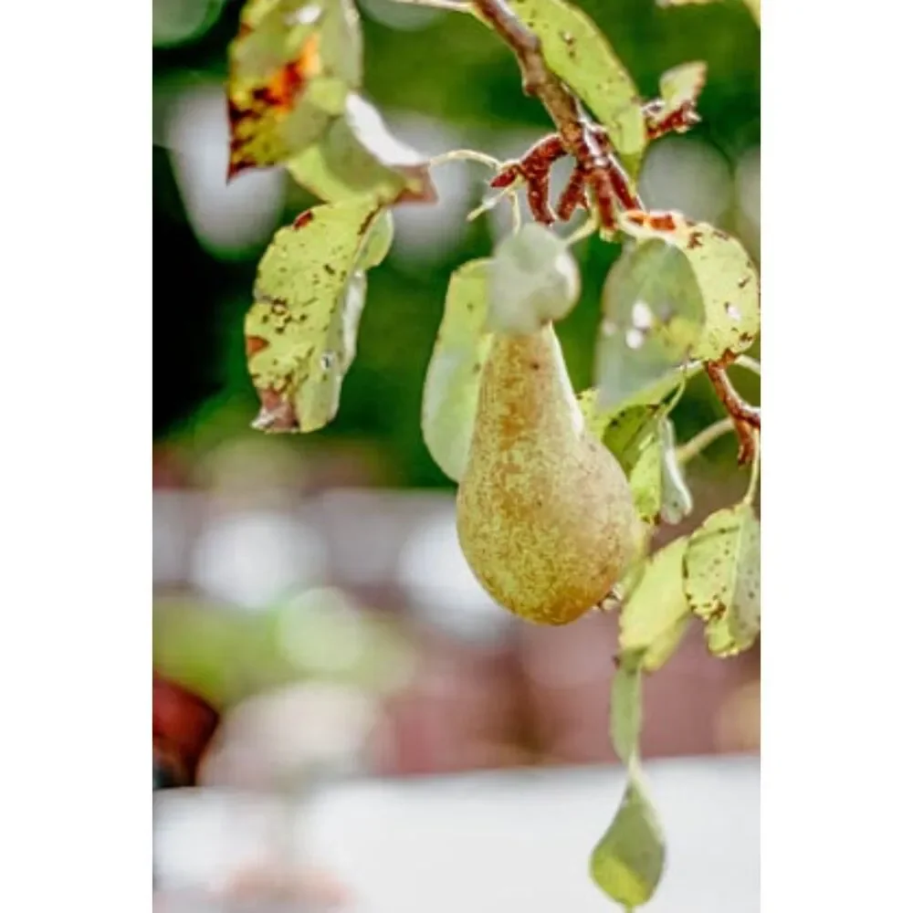 Oak Street Candles Orchard Pear Soy Candle 9oz